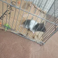 همستردو عدد یکی300|موش و خرگوش|سیرجان, |دیوار