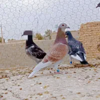 کبوتر مسافتی