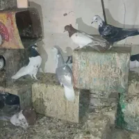 جفت کفتر ساده وچپ شماره تماس|پرنده|جلگه ماژان, |دیوار