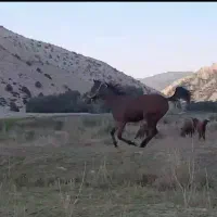 کره اسب ۱۷ماهه