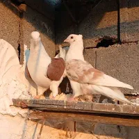 کبوتر نروماده پشتی هفترنگ و سرخ