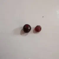 دوعددیاقوت سیلانی اصل|کلکسیون اشیاء عتیقه|برازجان, |دیوار