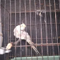 طوطی عروس نر|پرنده|خوشرودپی, |دیوار