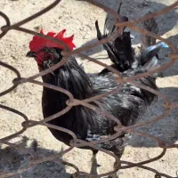 فروش تخم مرغ خورموج|حیوانات مزرعه|خورموج, |دیوار