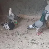 قره سبز|پرنده|تربت جام, مطهری|دیوار