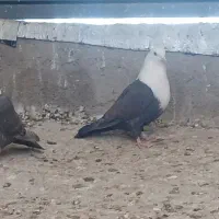 مخمل جفت|پرنده|شیراز, گویم|دیوار