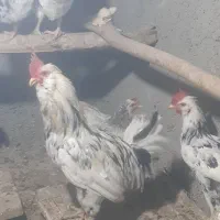 مرغ وخروس گلین