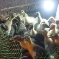 جوجه غاز در سنین مختلف، اردک محلی و اسرائیلی