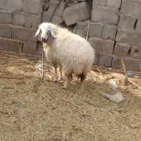 سه تا کاور چاق با یه نری چاق گنبکی|حیوانات مزرعه|گنبکی, |دیوار