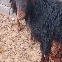 یک جفت بز آبست|حیوانات مزرعه|تربت جام, معدآباد|دیوار