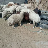 بره کشتار درحضور شما گوشت کیلو ۷۰۰ت نقد و چک صیادی