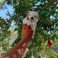 پامر کوچلو جیبی فقط 2.200.000|سگ|فردیس, قریشی|دیوار