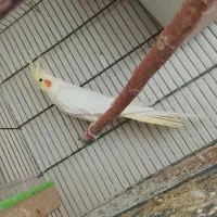 عروس هلندی لوتینو وسینامون وکوتوله