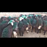 بره نر افشار مخصوص دامداران اصیل دامداری نجبائی