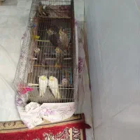 تعدادی عروس|پرنده|قم, نوبهار|دیوار