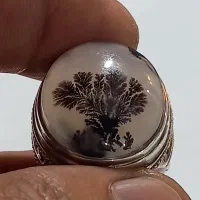 شجرتک درخت