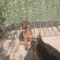 سگ ژرمن نرو ماده جفت
