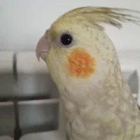 عروس هلندی گم شده ( مژدگانی )|حیوانات|گلپایگان, |دیوار