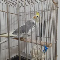 عروس هلندی نر ۵ماهه در حال سخنگو شدن