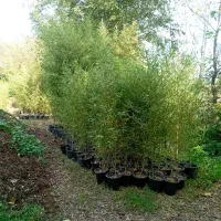 خیزران ریشه پرس|خدمات باغبانی و درختکاری|رانکوه, |دیوار