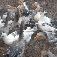 بت.