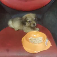 توله سگ ۲ماهه نژاد پودل|سگ|ری, دیلمان|دیوار