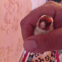 سهره|پرنده|یاسوج, |دیوار