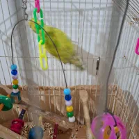 طوطی برزیلی|پرنده|چالوس, |دیوار