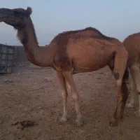 حیوانات