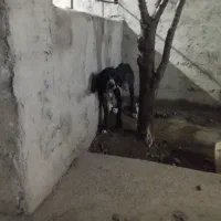 فروش|سگ|خان ببین, |دیوار