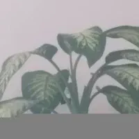 گل فروشی