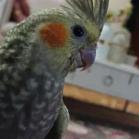 عروس هلندی|پرنده|باقرشهر, |دیوار