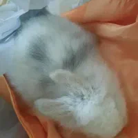 بچه خرگوش لوپ