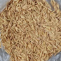 شالی دم سیاه قلم درشت به شرط|عمدهفروشی|گنبد کاووس, |دیوار