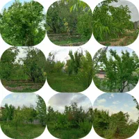 باغ میوه|فروش زمین و ملک کلنگی|مشهد, تبادکان|دیوار