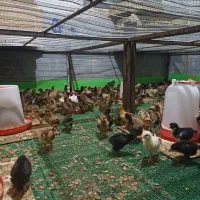 جوجه مرغ و خروس محلی گلپایگان|حیوانات مزرعه|پایین هولار, |دیوار