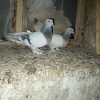 کفتر سوسنی بهبهانی