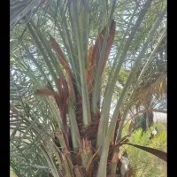 تمیزکردن نخل وگرده گیری یاتلقیح و....