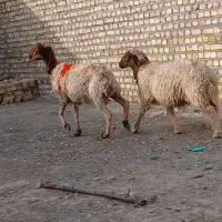 شاه میش افشاری سفید صورت بور