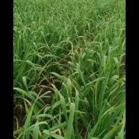 سرکارگر هستم