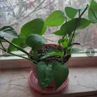 گلدون طبیعی|گل و گیاه طبیعی|تهران, سوهانک|دیوار