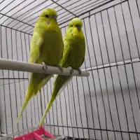 مرغ عشق انگلیسی|پرنده|بندر ماهشهر, |دیوار