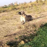 واگذاری|حیوانات مزرعه|طبس, |دیوار