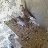 کفتر معاوضه با جوجه سهره