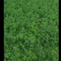 یونجه با کیفیت