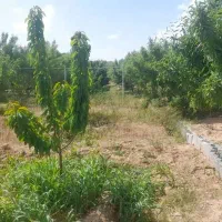 فروش باغ فنس داردر سامان