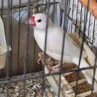 فنچ نرگسی قفس عینک ریش تراش موزر دکوری  فلش صندلی