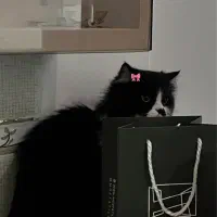 پرشین ماده جهت جفتگیری