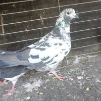 چند تا کفتر عالی ضمانت همه چی