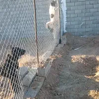 سگ گله جنوری آدمی همچی ب شرط|سگ|اصفهان, دانشگاه افسری امیرالمومنین|دیوار